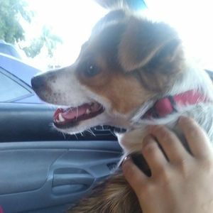 Meet your Posher, Lucy